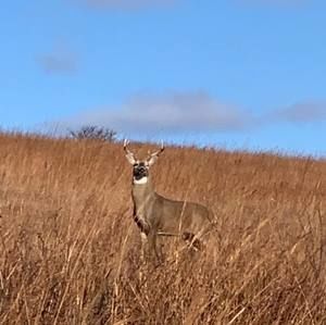 Meet your Posher, Ronald